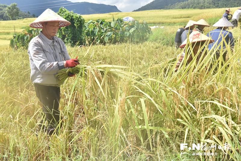 秋风卷金浪 梯田入画来——罗源王认村荒地复耕记